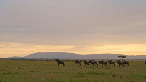 wildebeest herd great migration in africa, walking plains and savannah at sunset under dramatic stormy storm clouds and sky at orange sunset in rainy season in savanna in maasai mara, kenya