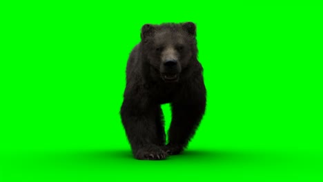 walking bear. green screen realistic animation.