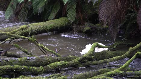 foam building by logs in murky river stream