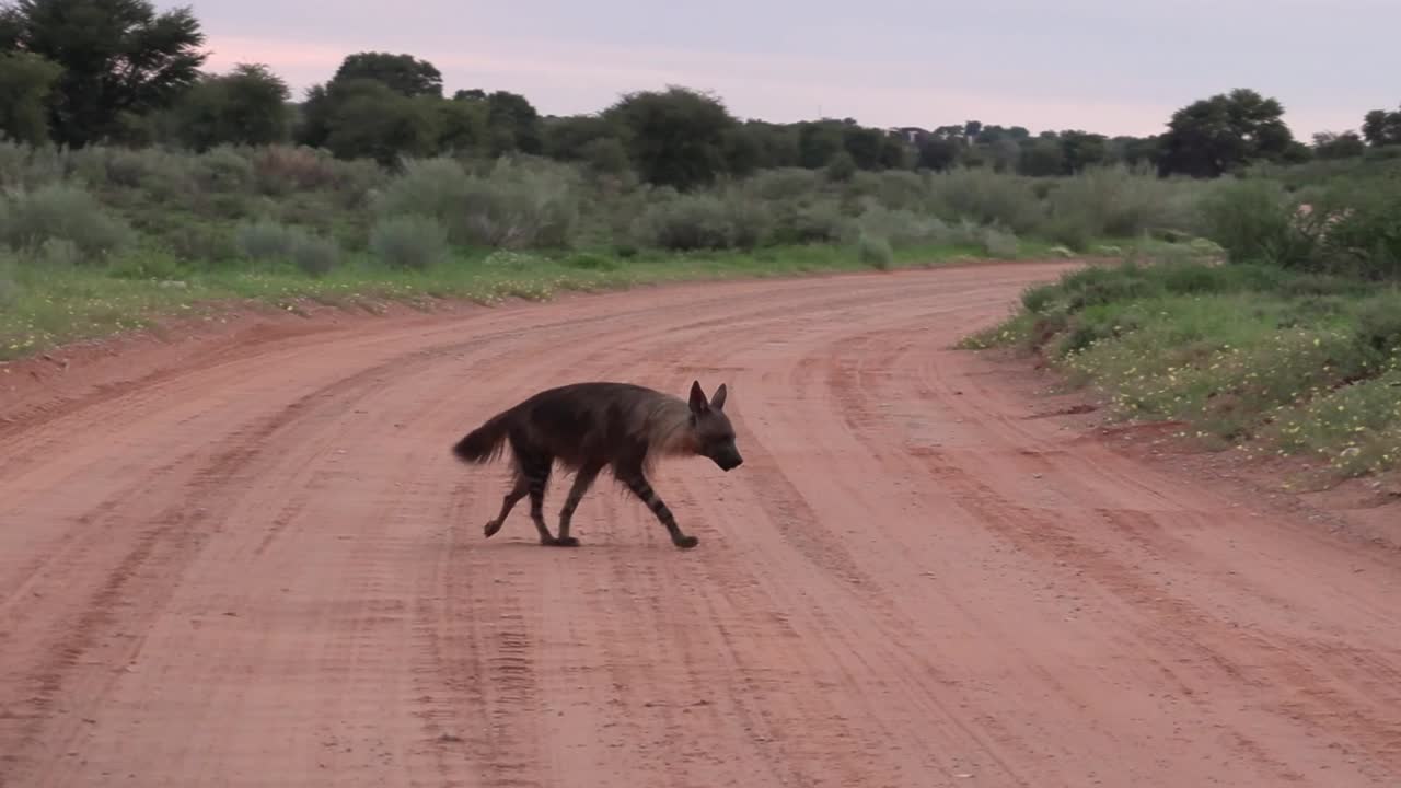 plano amplio de una hiena marrón cruzando el camino de arena roja en el parque transfronterizo kgalagadi y saliendo del encuadre