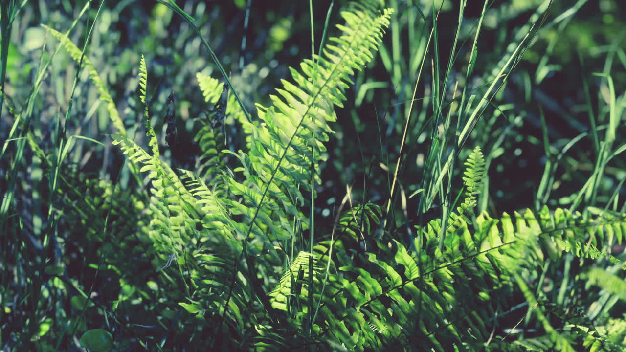 열대 숲 에 빛나는 태양