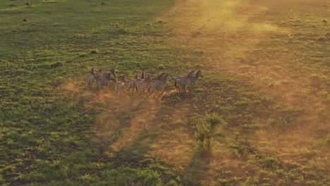 hwange park zimbabwe aerial v16 zoomed low birds eye view fly around a herd of wild zebras roaming across the lush open plains during golden hour sunset - shot with mavic 3 pro cine - jan 4th 2024
