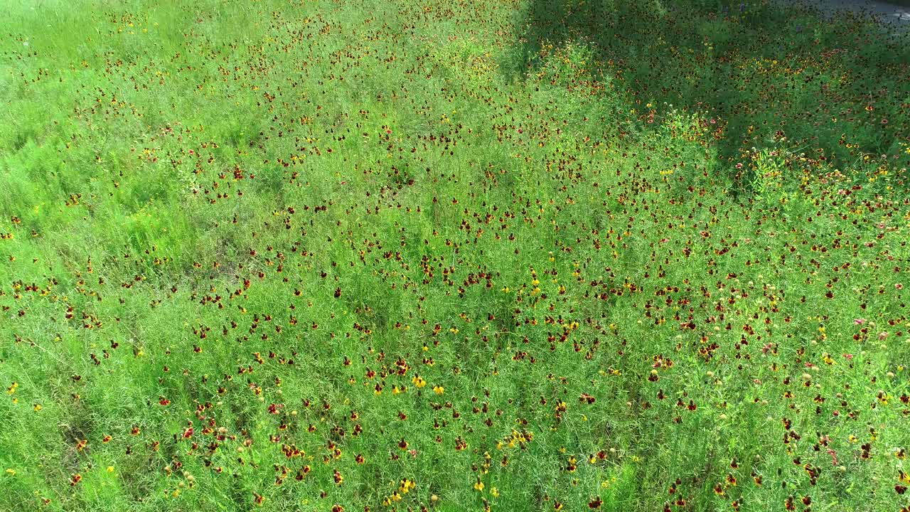 vuelo aéreo sobre flores silvestres en texas