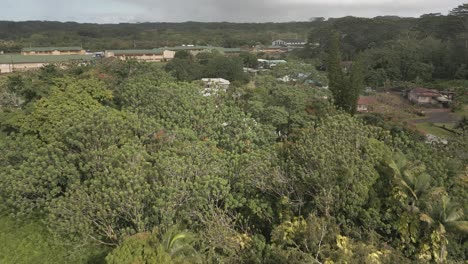 Pahoa,-Hola-Vecindario-Colinda-Con-Un-Exuberante-Bosque-Selvático,-Follaje-Denso