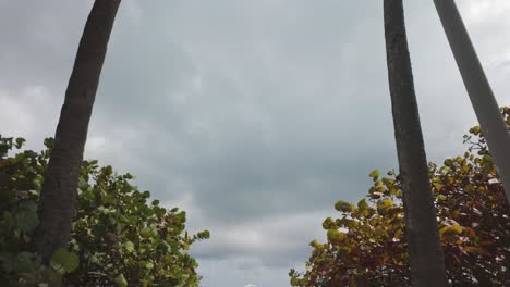 Zwei-Hohe-Palmen-Vor-Einem-Bewölkten-Himmel-Am-Miami-Beach-An-Einem-Sonnigen-Tag,-Die-Den-Blick-Auf-Den-Strand-Darunter-Freigeben