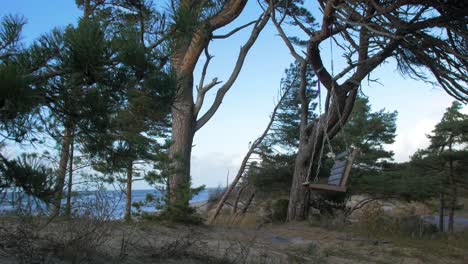 empty swings hanging at the seaside forest with large old pine trees, baltic sea coastline landscape view, sunny day, handheld medium shot