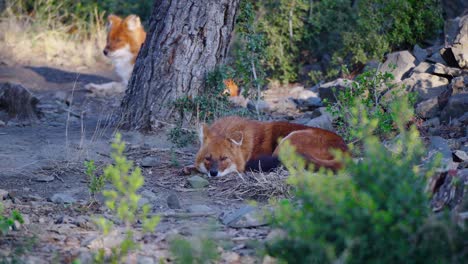 static shot of a dhole lying down at the base of a tree resting with another joining