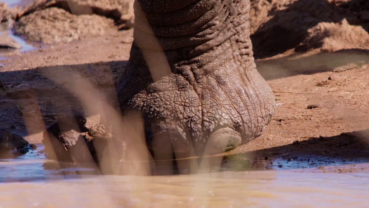 Zampe di elefante africano della savana al bordo di una pozza d'acqua