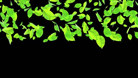 abstract fresh green baby spinach leaves falling in slow motion loop animation alpha channel.