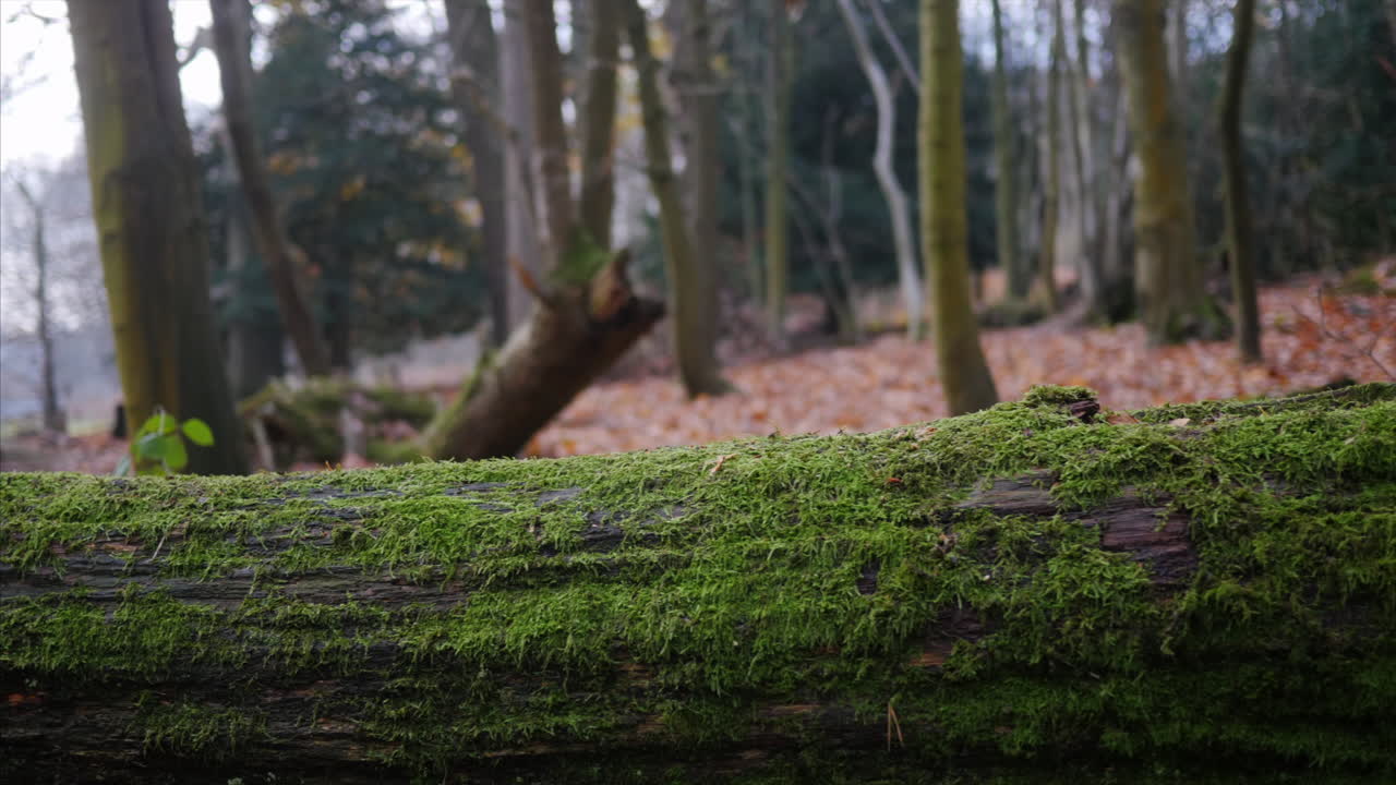 A fallen tree trunk with green moss, deep in the forest. CINEMATIC GIMBAL SHOT.