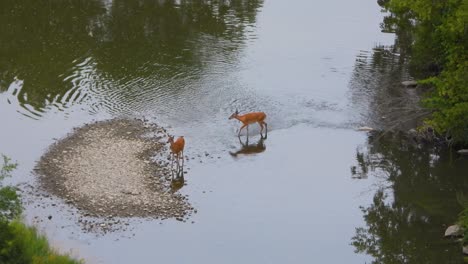 Hirsche,-Die-Im-Seichten-Flusswasser-Spazieren,-Tiersäugetiere-In-Der-Waldnaturlandschaft