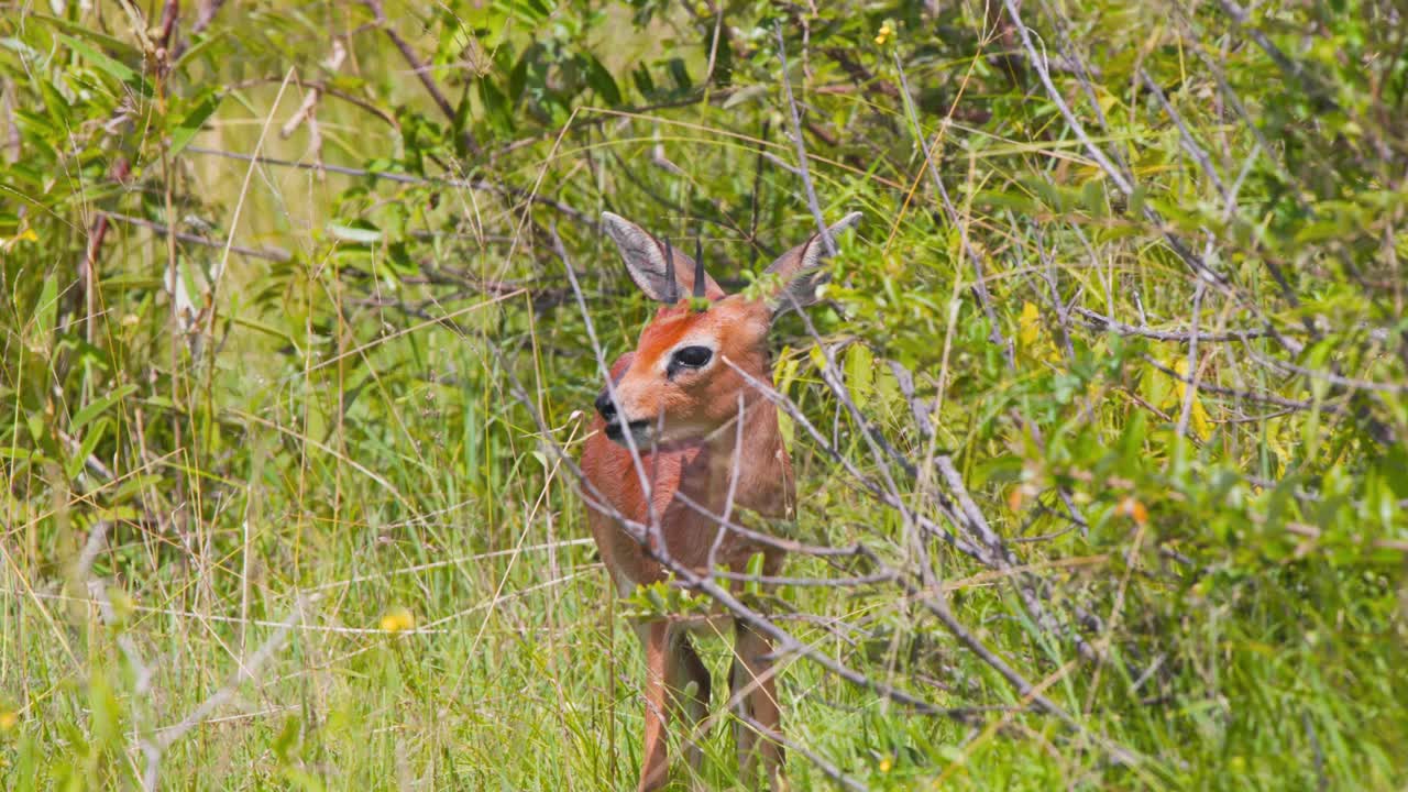 el antílope steenbok macho pastando en la hierba en el matorral de la sabana