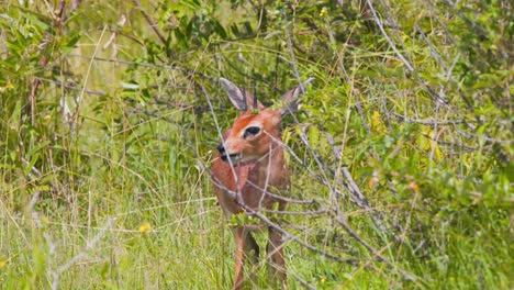 Antílope-Steenbok-Macho-Pastando-En-La-Hierba-En-La-Espesura-De-La-Sabana-Tupida