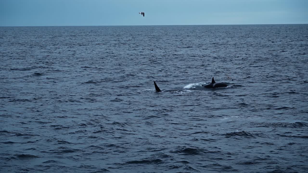 Killer whales breaching the water surface off Stø, showcasing powerful movement