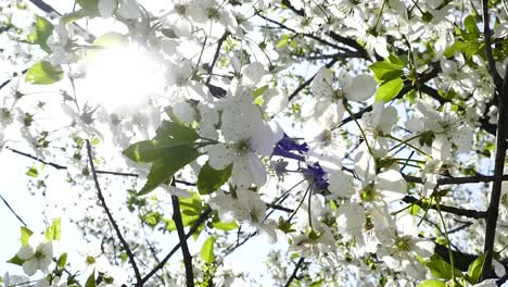 Blooming-cherry-trees