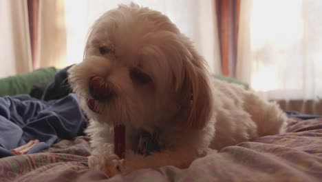 shih-tzu maltese-mix cachorro comiendo bocadillo de palo de matón en la cama