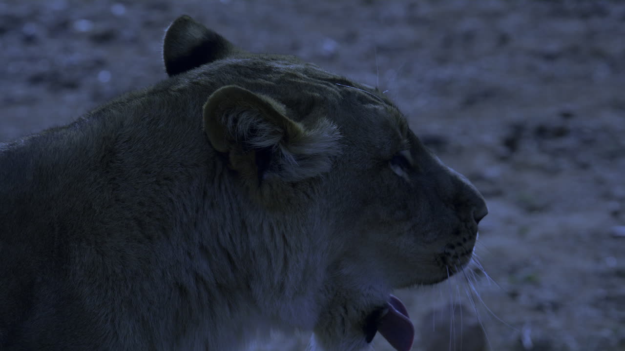 hora de la noche leona bostezando de cerca