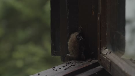 bat sleeping on a window frame, close up