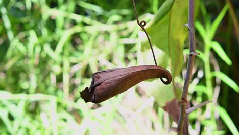 Kannenpflanze,-Tropische-Kannenpflanze,-Nepenthes-Ampullaria