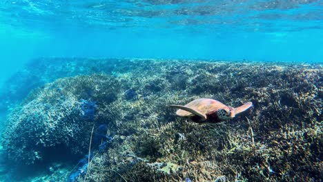 a sea turtle swimming towards the camera