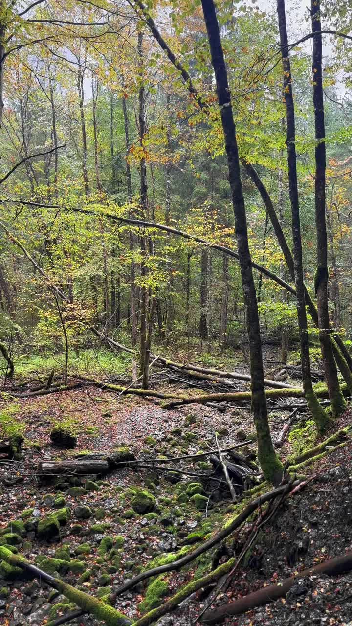 Terreni umidi di foreste pluviali, fitta chioma naturale Svizzera outdoor Europa fogliame verde