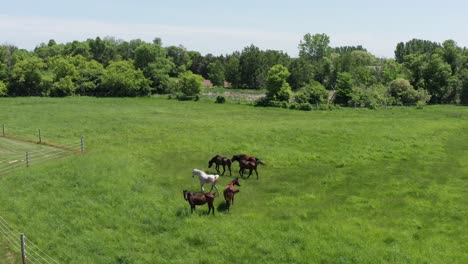 Close-up-panning-aerial-shot-of-a-herd-of-horses-grazing-and-galloping-in-a-grass-field-in-Minnesota