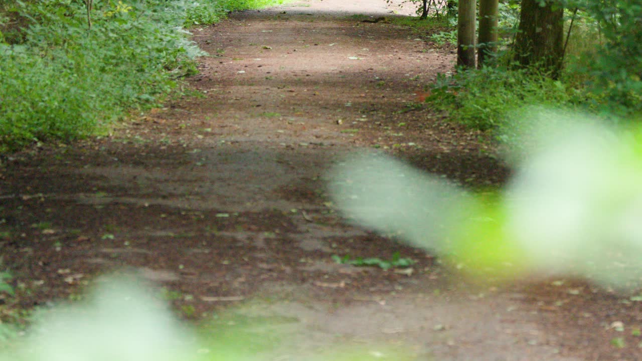 Camera glides down a tranquil woodland trail, dappled sunlight, lush greenery, peaceful atmosphere