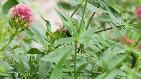 close-up of red valerian flowers in a garden