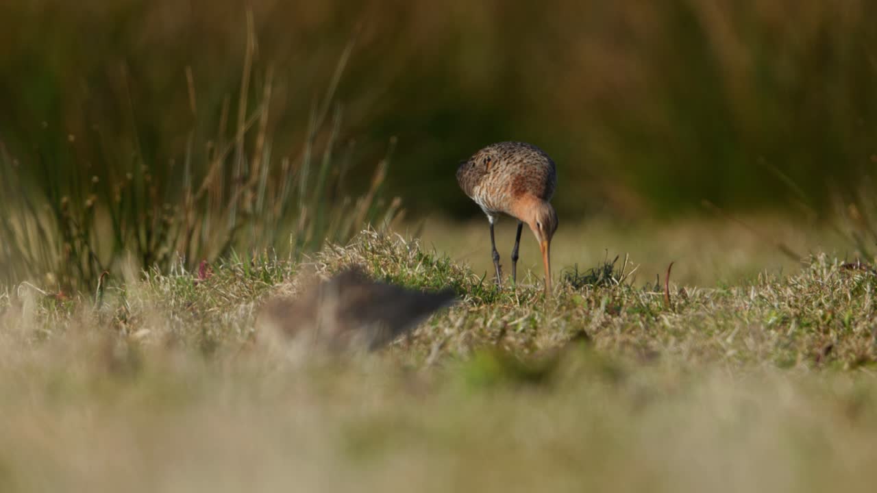 Grutto's foeragerend in een drasland