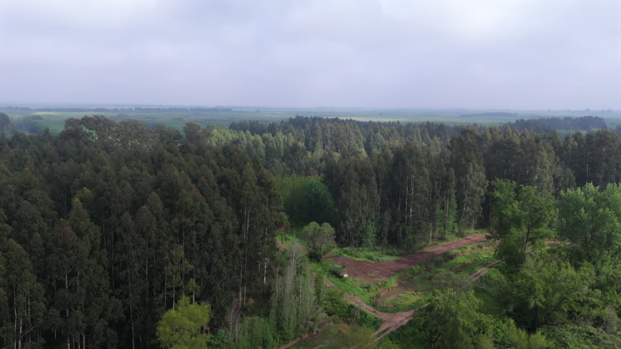 Expansive aerial view of a forest with beautiful dense trees extending towards the horizon under a cloudy sky with main road.