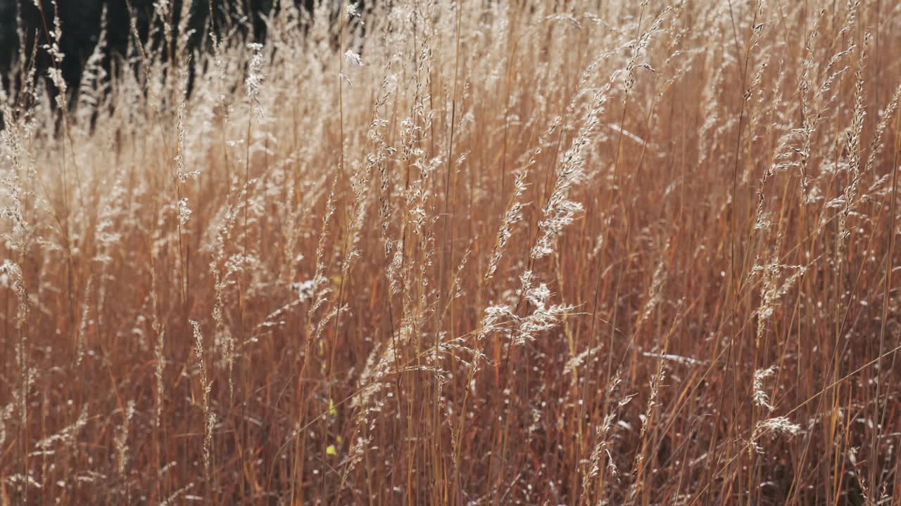 Golden-hued tall grasses sway gently in the breeze, illuminated by warm sunlight