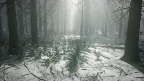 winter-snow-covered-forest-on-a-cloudy-day