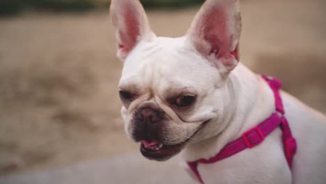 closeup of an adorable white french bulldog