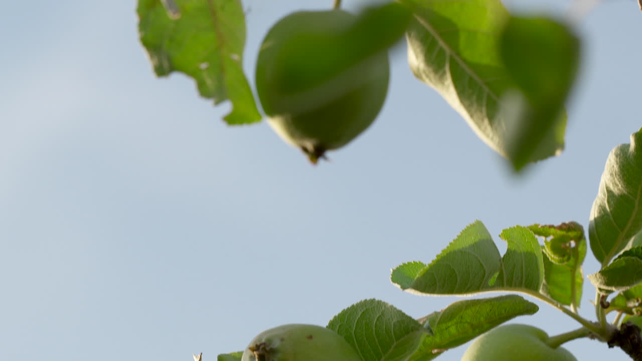 녹색 사과 과일 을 가진 성숙 하는 사과 나무 - 과일 성숙 의 초기 단계