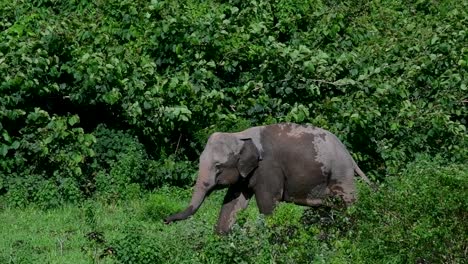 the asiatic elephants are endangered species and they are also residents of thailand