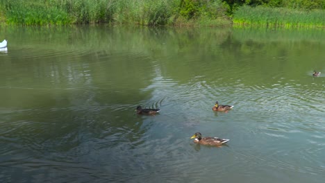 Panorámica-De-Derecha-A-Izquierda-Sobre-Un-Pequeño-Estanque-Con-Patos-Y-Cisnes-En-La-Naturaleza-Verde