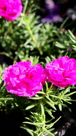 el lapso de tiempo de las flores de portulaca que se abren a la luz del sol.