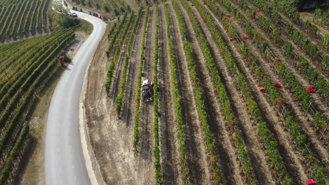 트랙터 기계로 포도원을 수확하는 농부