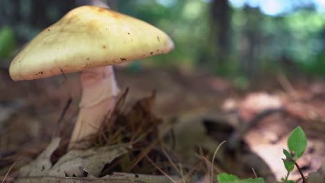 mushroom in wooded forest floor (pan right to left)