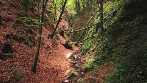 Forest-valley-with-fallen-trees-and-tiny-water-stream,-aerial-view