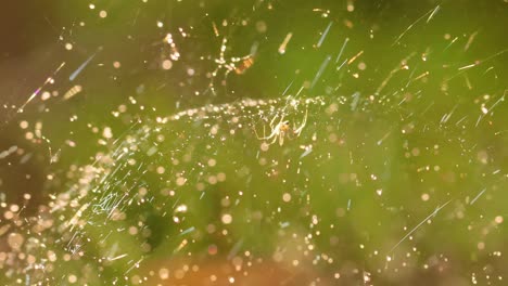 Gotas-De-Lluvia-En-La-Telaraña.-Telarañas-En-Pequeñas-Gotas-De-Lluvia.