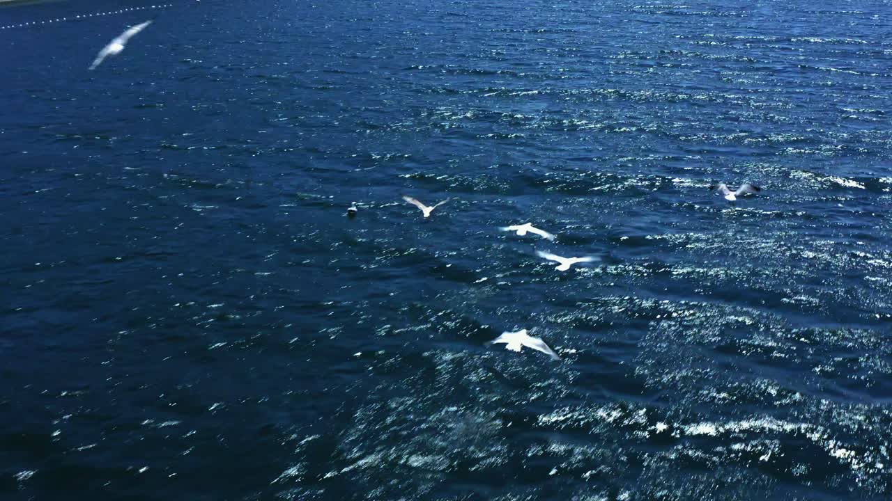 바다 위로 날아가는 갈매기의 드론 샷