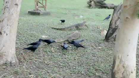 Komondo-lizard-is-eating-with-birds-in-the-park