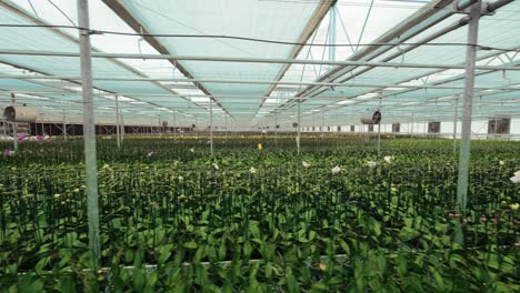 greenhouse plantation