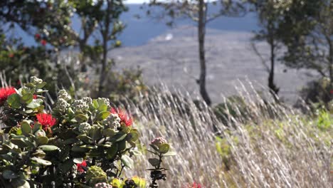 kilauea volcano park showing the crater caldera in the background with a steaming vent and a large ohia bush, grasses and trees in the foreground where more steam is visible escaping from the earth