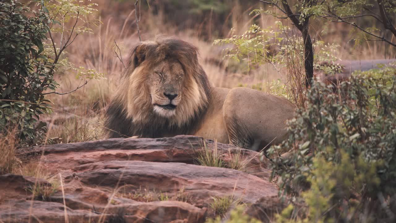 león acostado sobre rocas en la sabana, apretando los ojos cerrados por el dolor