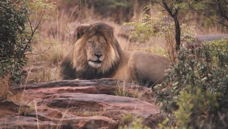 Löwe,-Der-Auf-Felsen-In-Der-Savanne-Liegt-Und-Vor-Schmerz-Die-Augen-Zusammenkneift