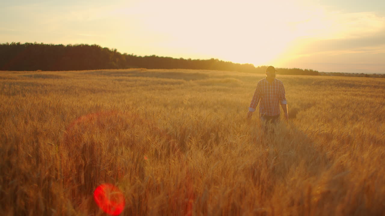 viejo agricultor caminando por el campo de trigo al atardecer tocando las espigas de trigo con las manos - concepto de agricultura. brazo masculino moviéndose sobre el trigo maduro que crece en el prado.