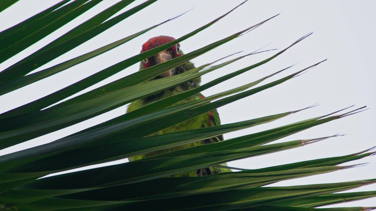 Red-headed parrot peeking through palm leaves in Miraflores, Lima, Peru