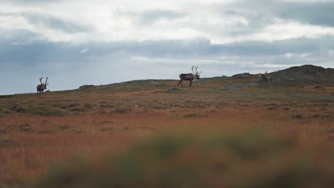 a small herd of reindeer roams through the autumn tundra feeding on moss and lichen